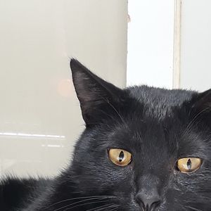 Meet your Posher, Robin